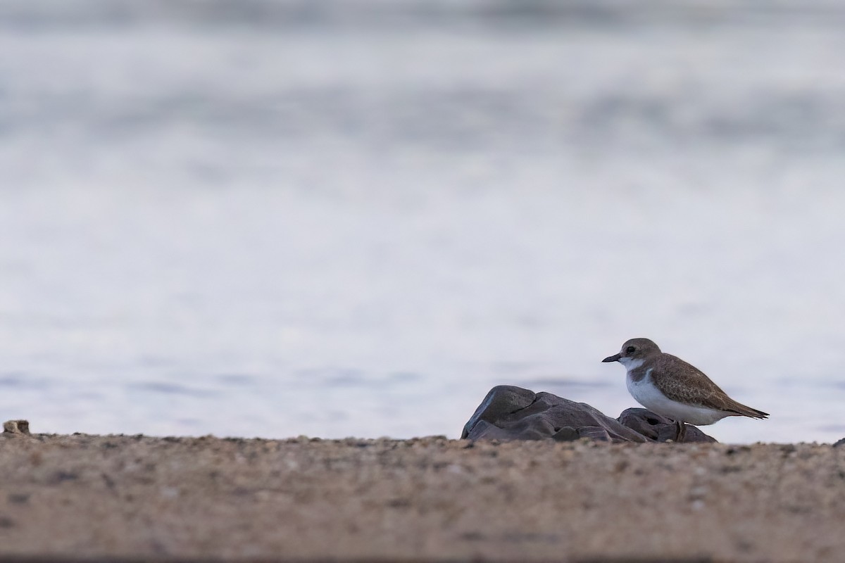 Greater Sand-Plover - ML620830626