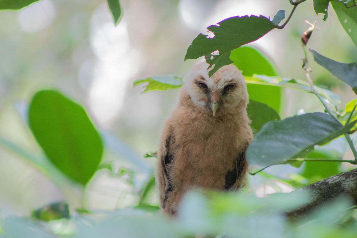 Mottled Owl - ML620830627