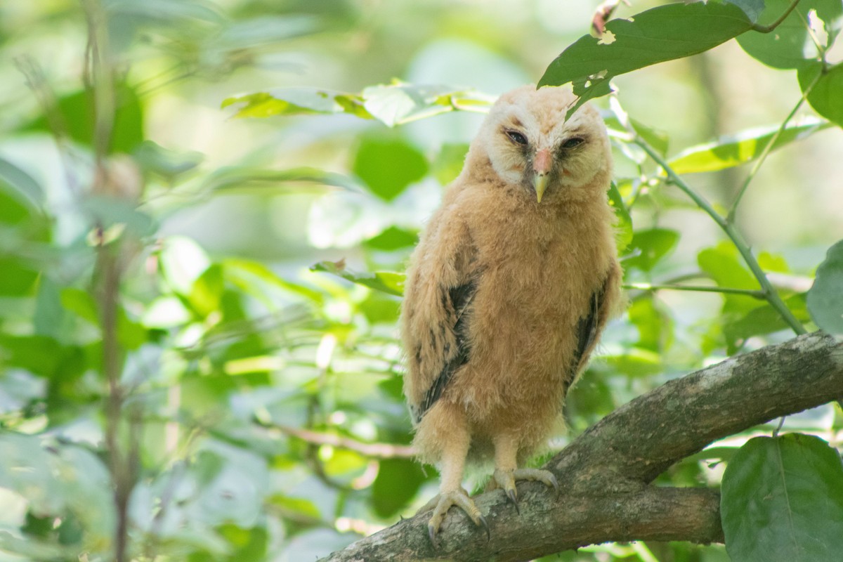 Mottled Owl - ML620830629