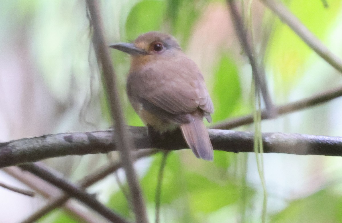 Fulvous-chinned Nunlet - ML620830634
