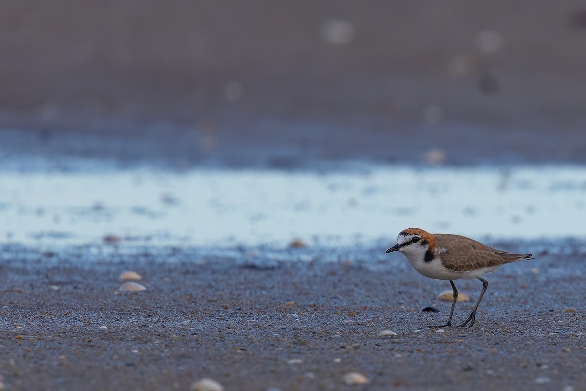 Red-capped Plover - ML620830638