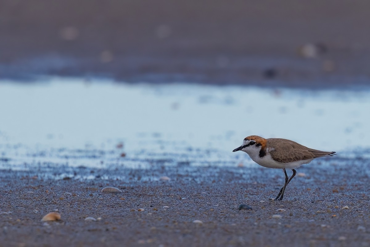 Red-capped Plover - ML620830639