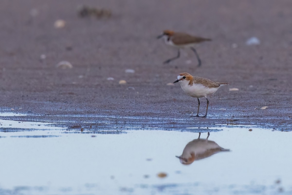 Red-capped Plover - ML620830640