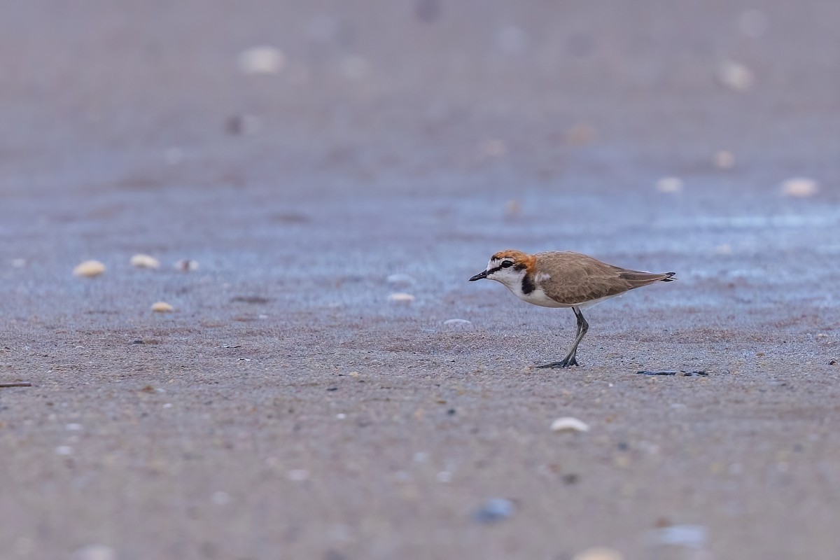 Red-capped Plover - ML620830641