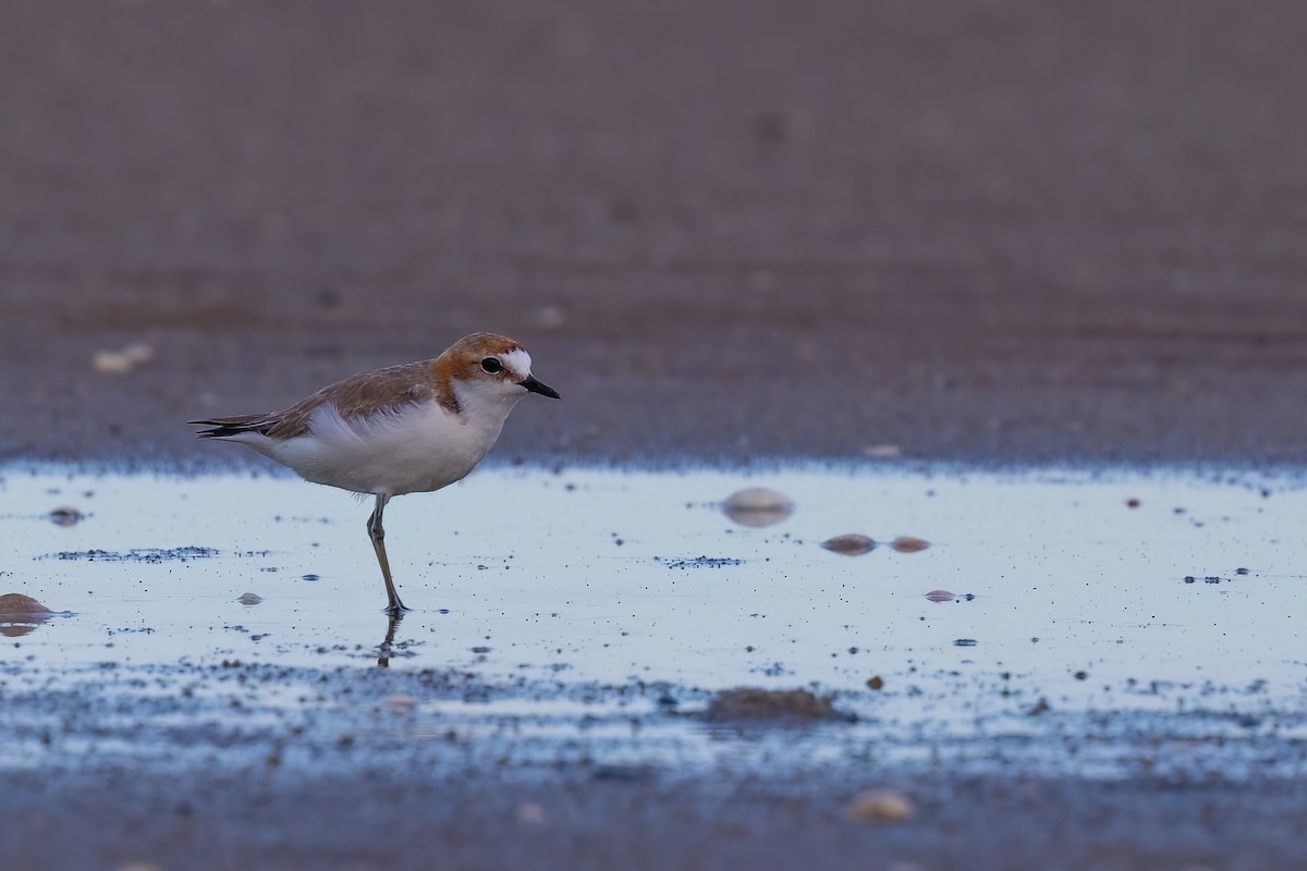 Red-capped Plover - ML620830642