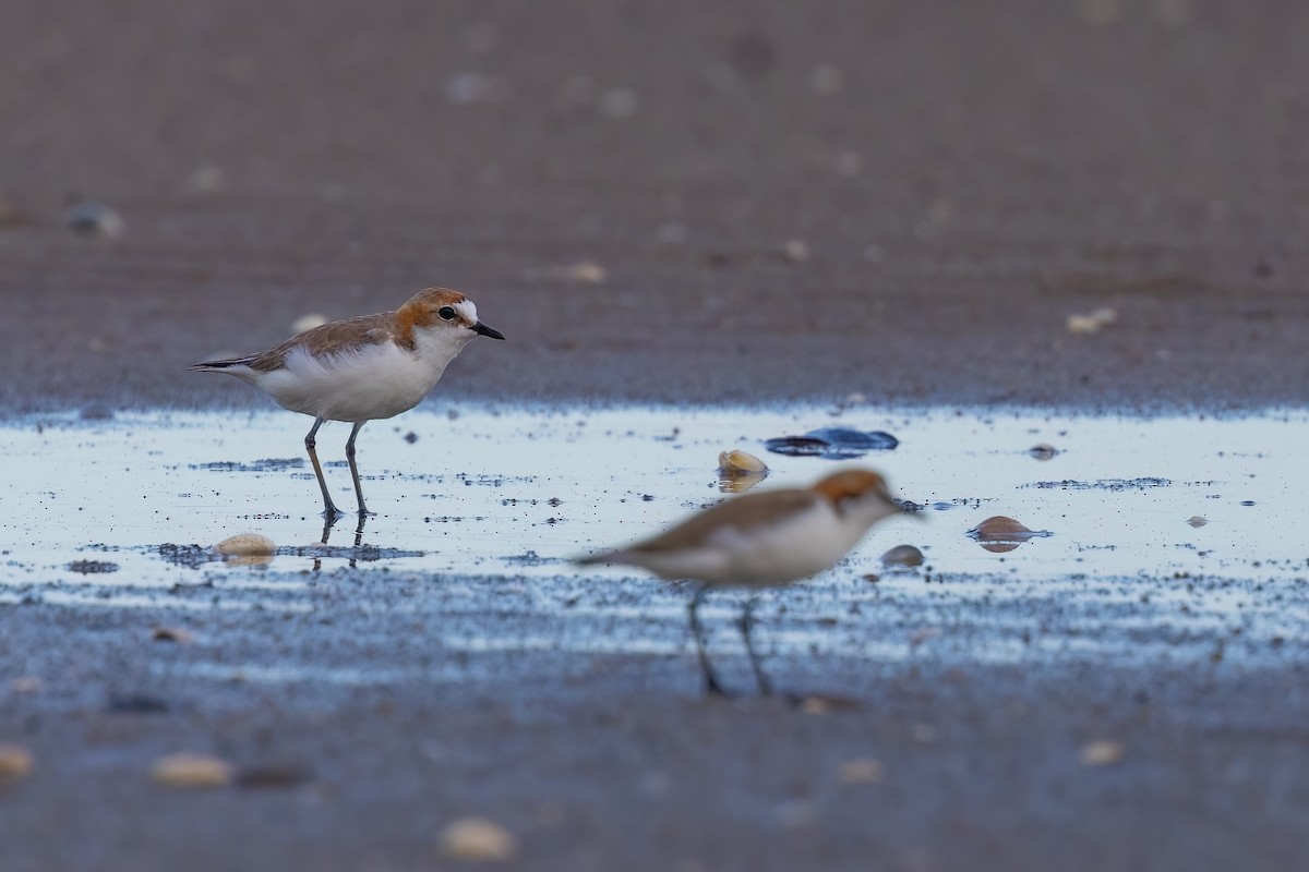 Red-capped Plover - ML620830643