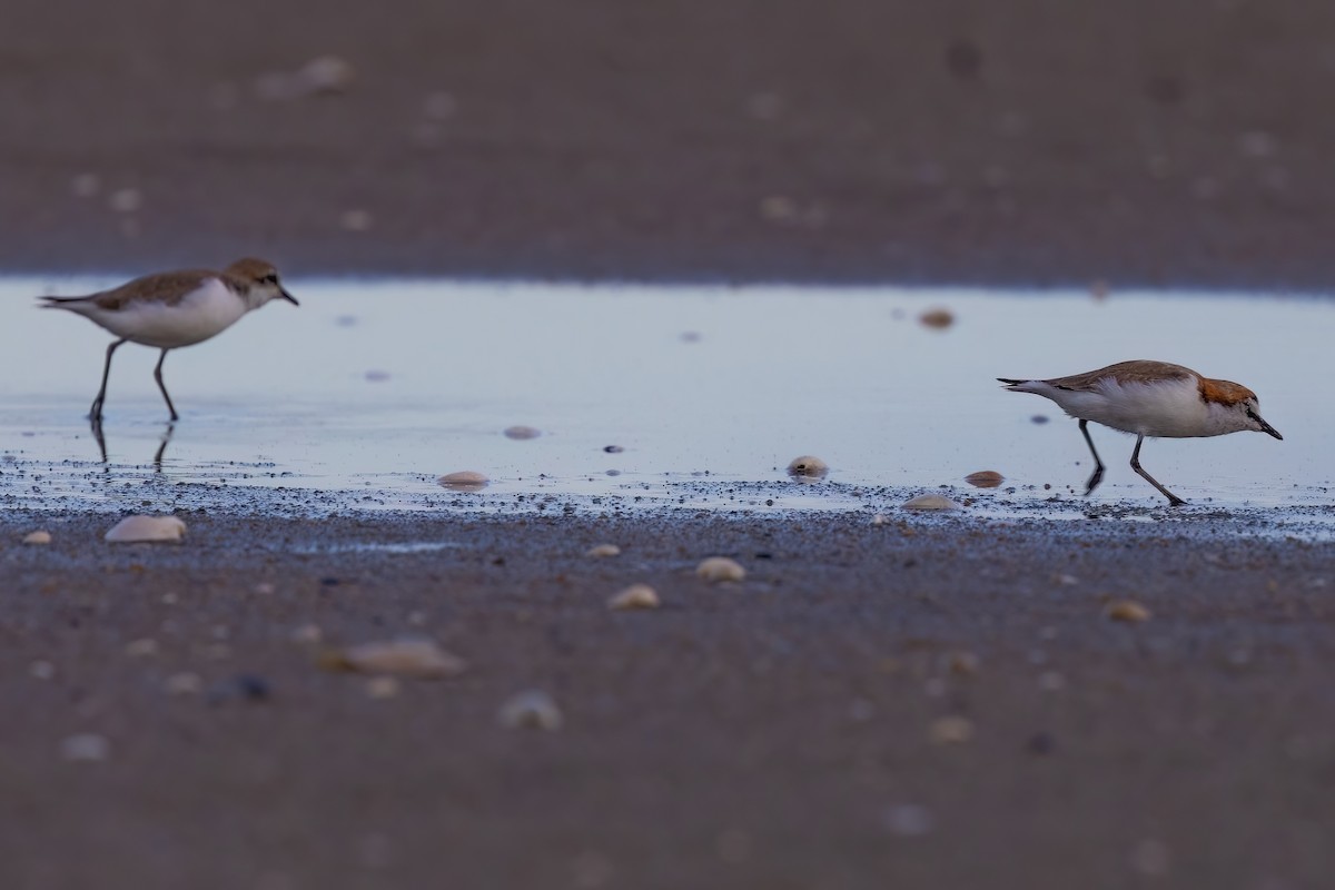 Red-capped Plover - ML620830644