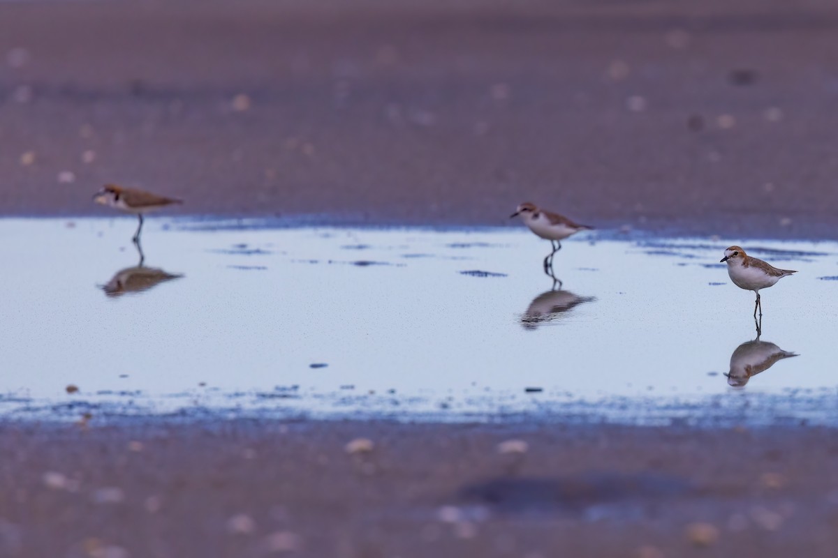 Red-capped Plover - ML620830645