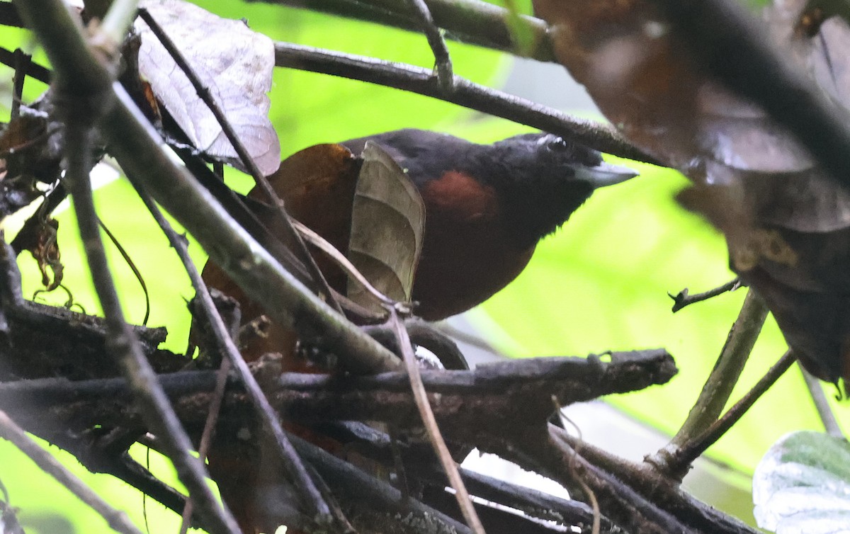 Black Bushbird - ML620830651