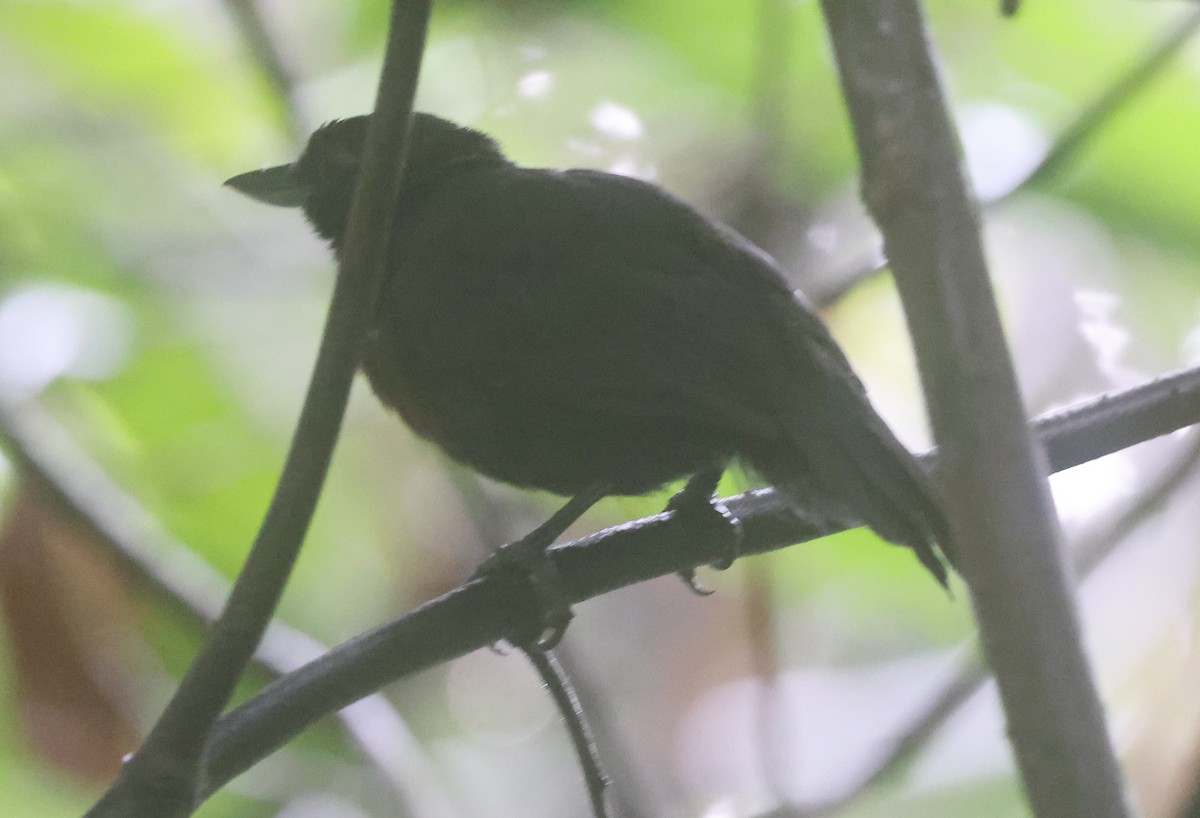 Black Bushbird - ML620830652