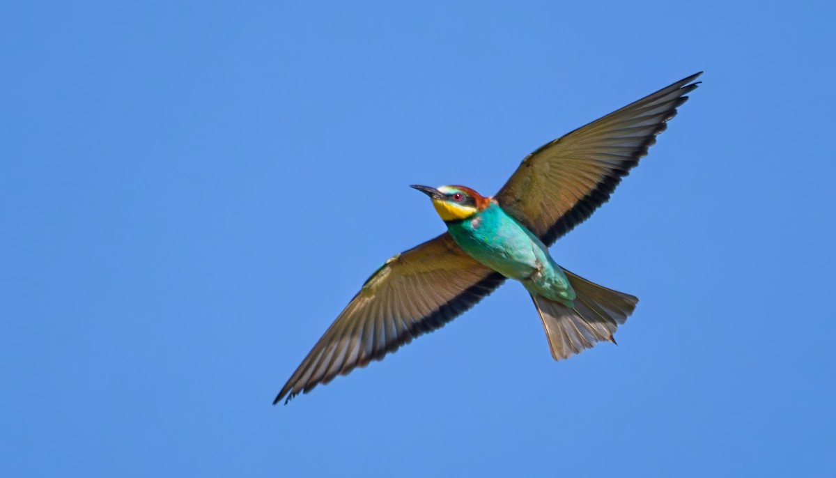 European Bee-eater - ML620830672