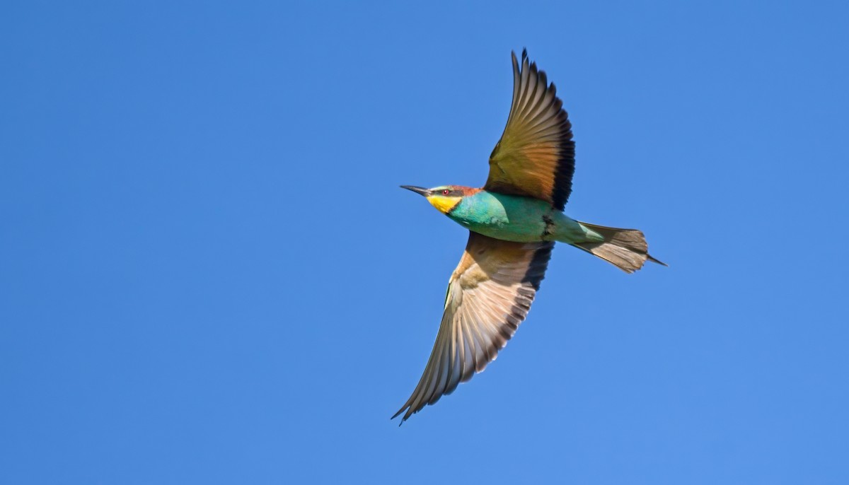 European Bee-eater - ML620830673