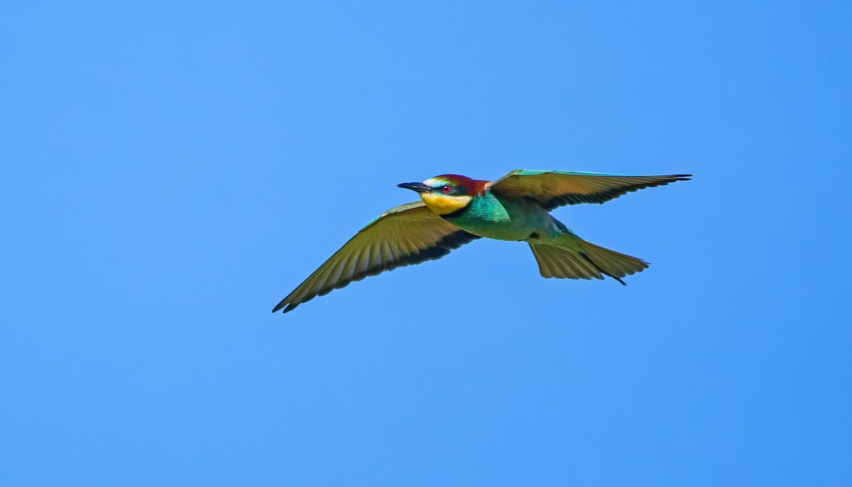 European Bee-eater - ML620830674