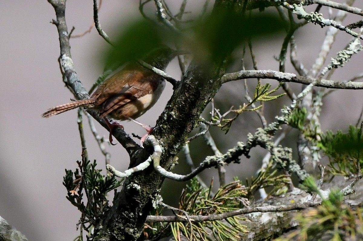 Carolina Wren - ML620830675