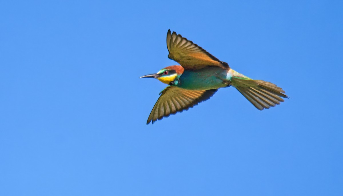 European Bee-eater - ML620830677