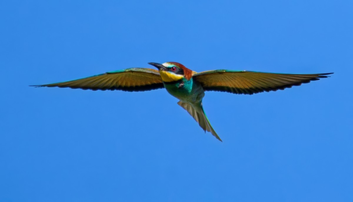 European Bee-eater - ML620830679