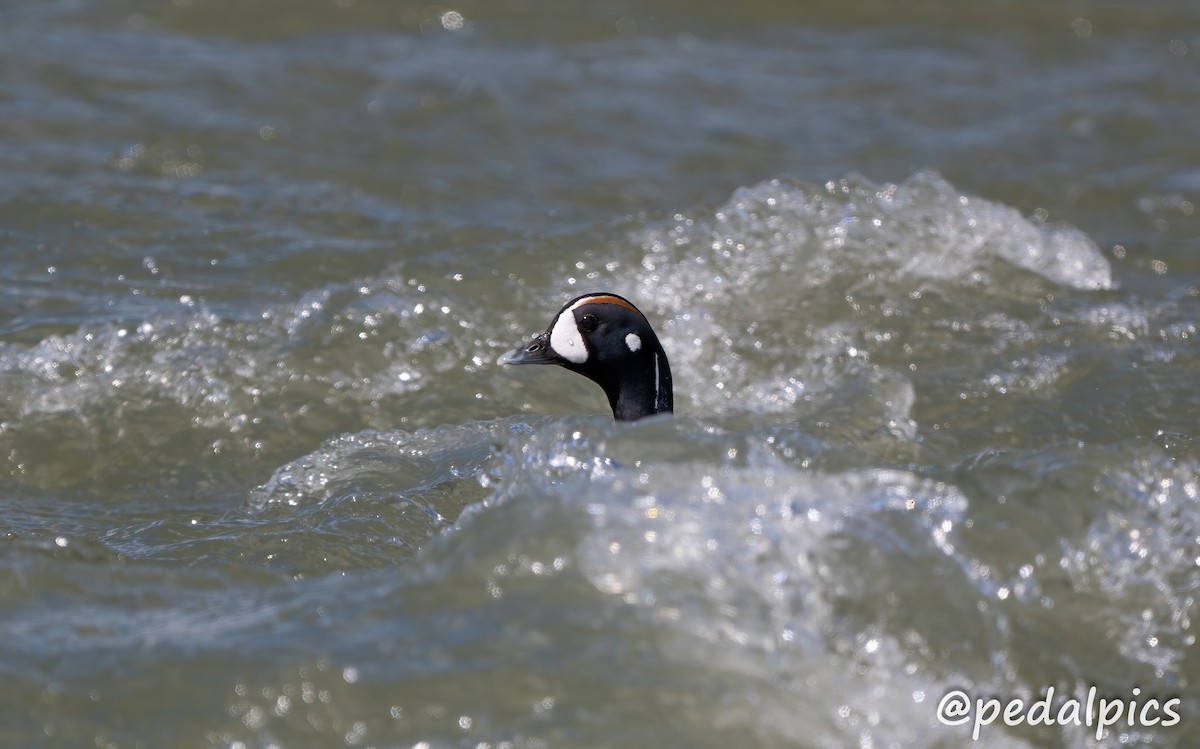 Harlequin Duck - ML620830682