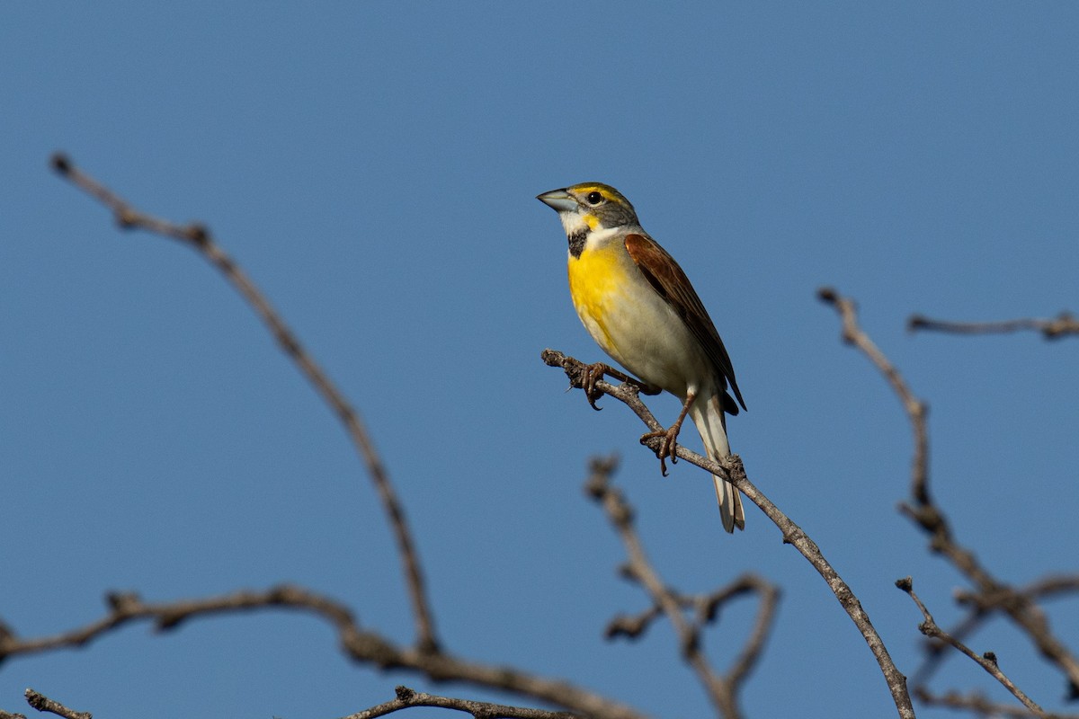 Dickcissel - ML620830684