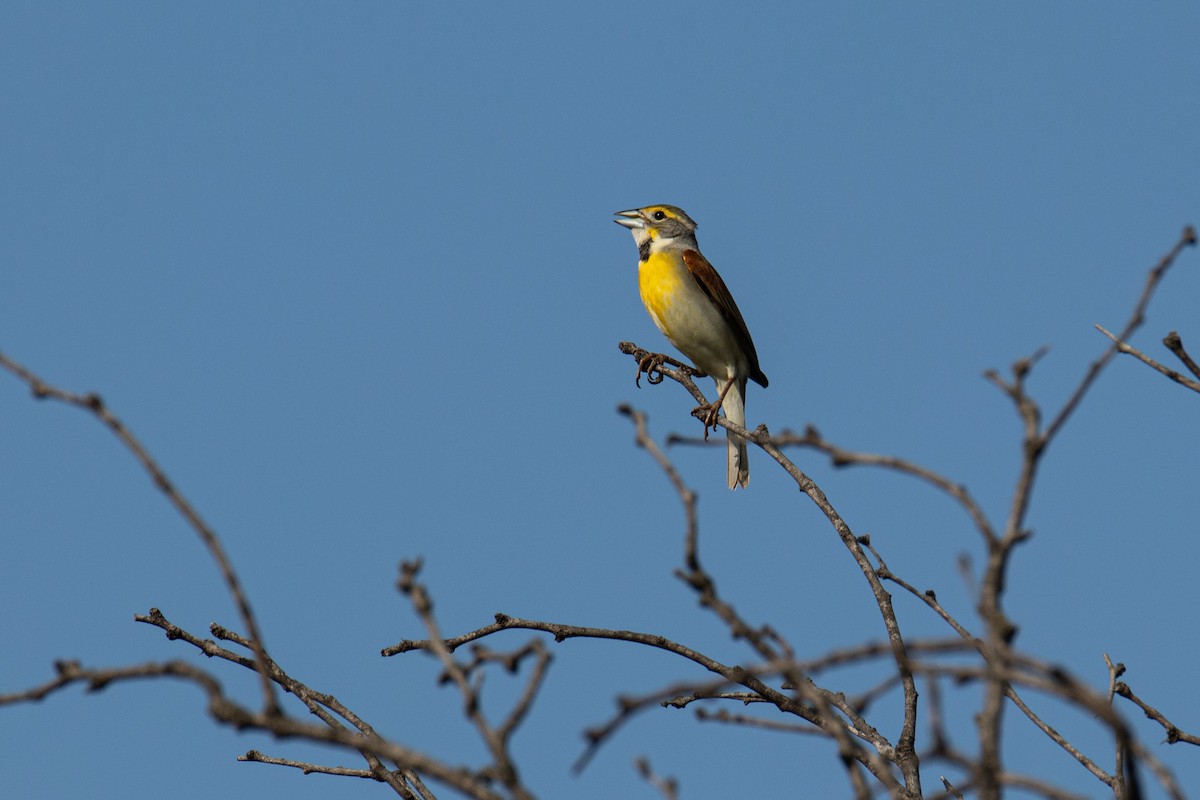 Dickcissel - ML620830685