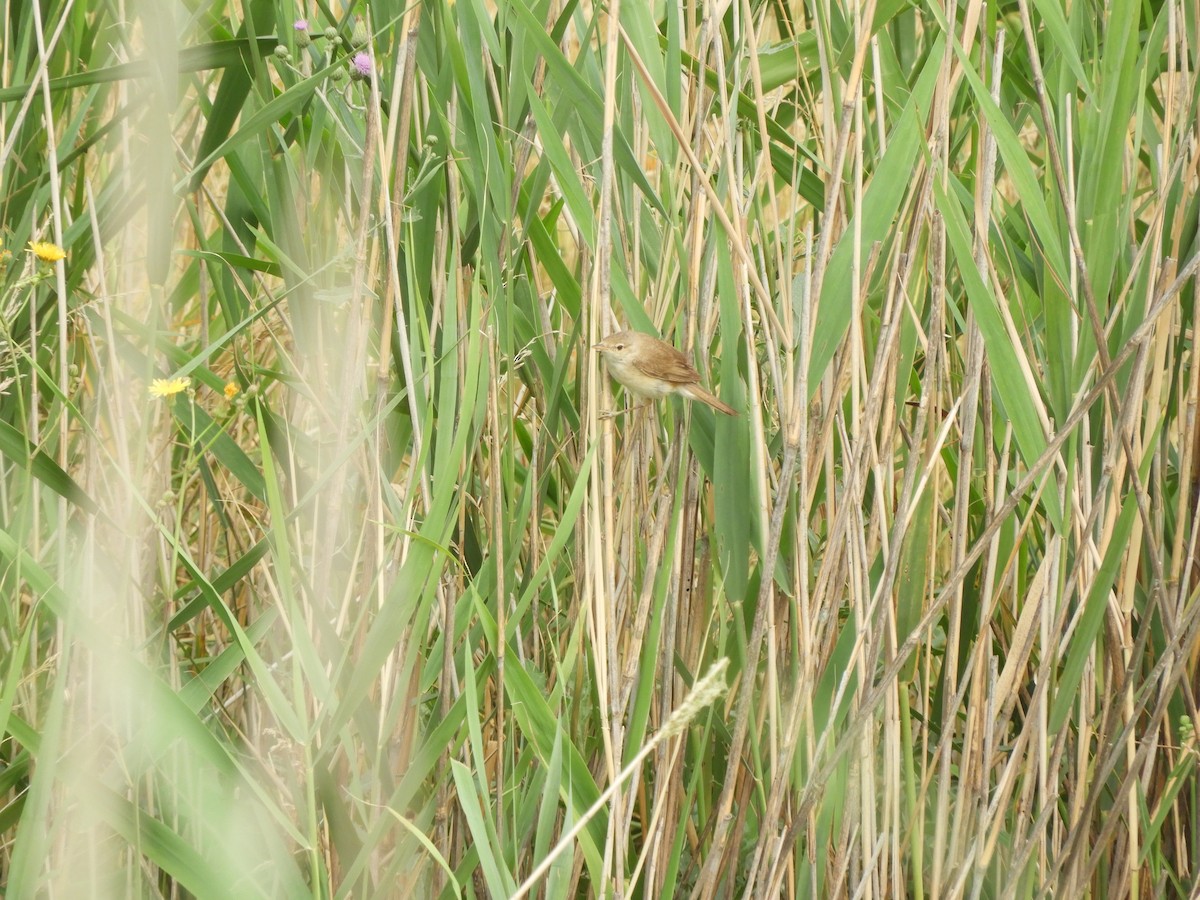 Common Reed Warbler - ML620830687