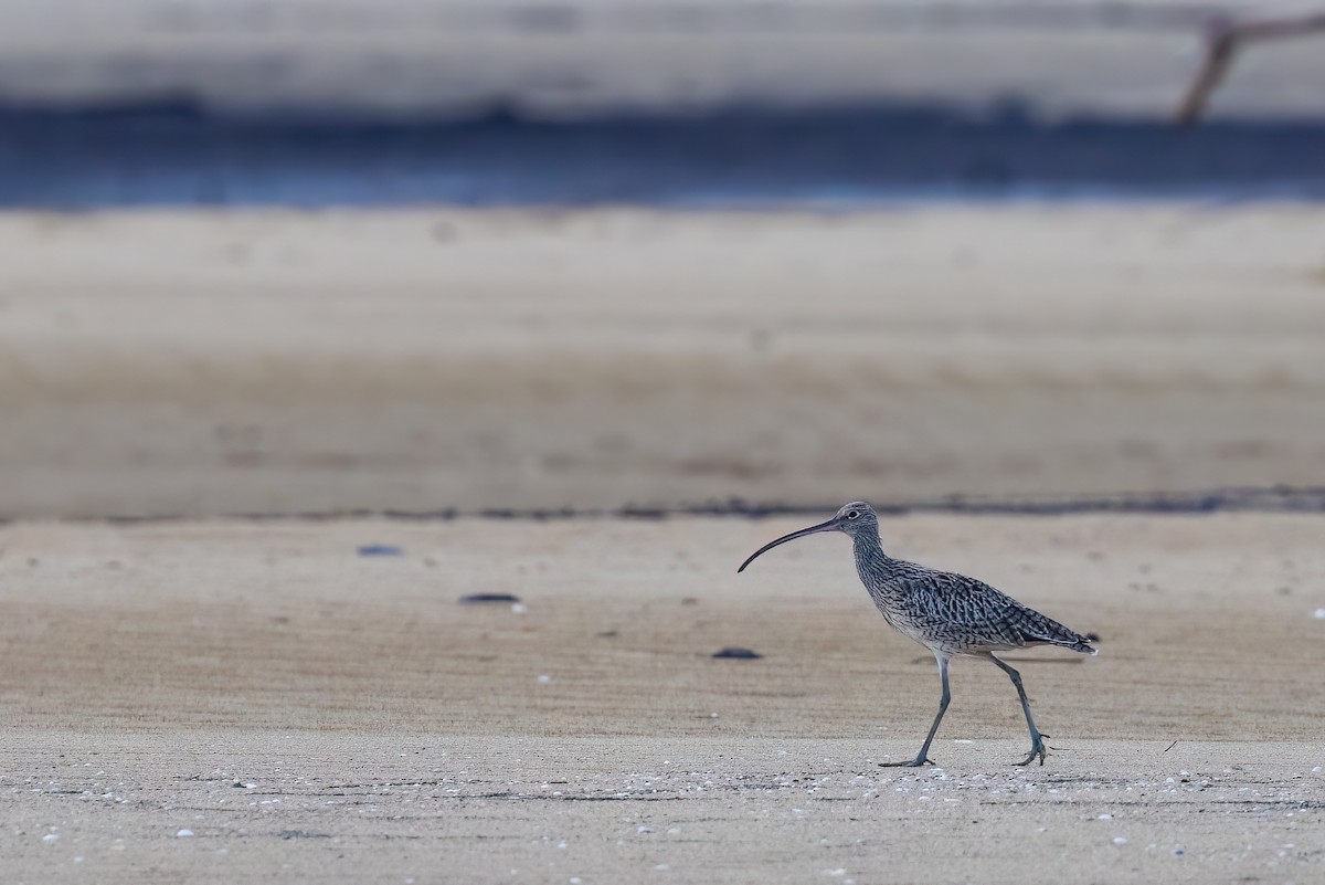 Far Eastern Curlew - ML620830690