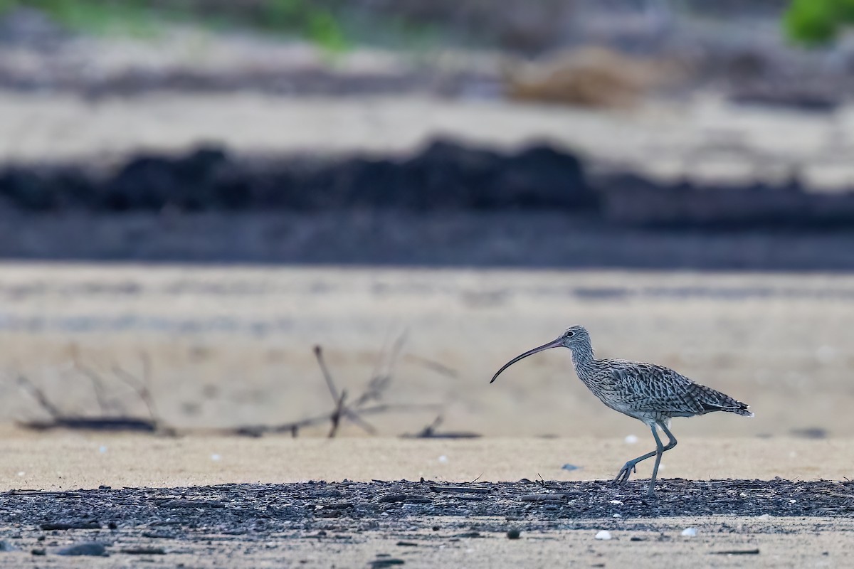 Far Eastern Curlew - ML620830692