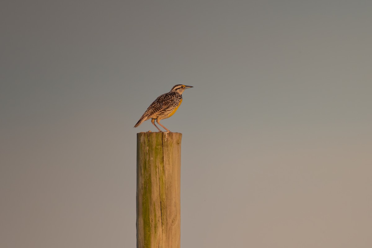 Eastern Meadowlark - ML620830693