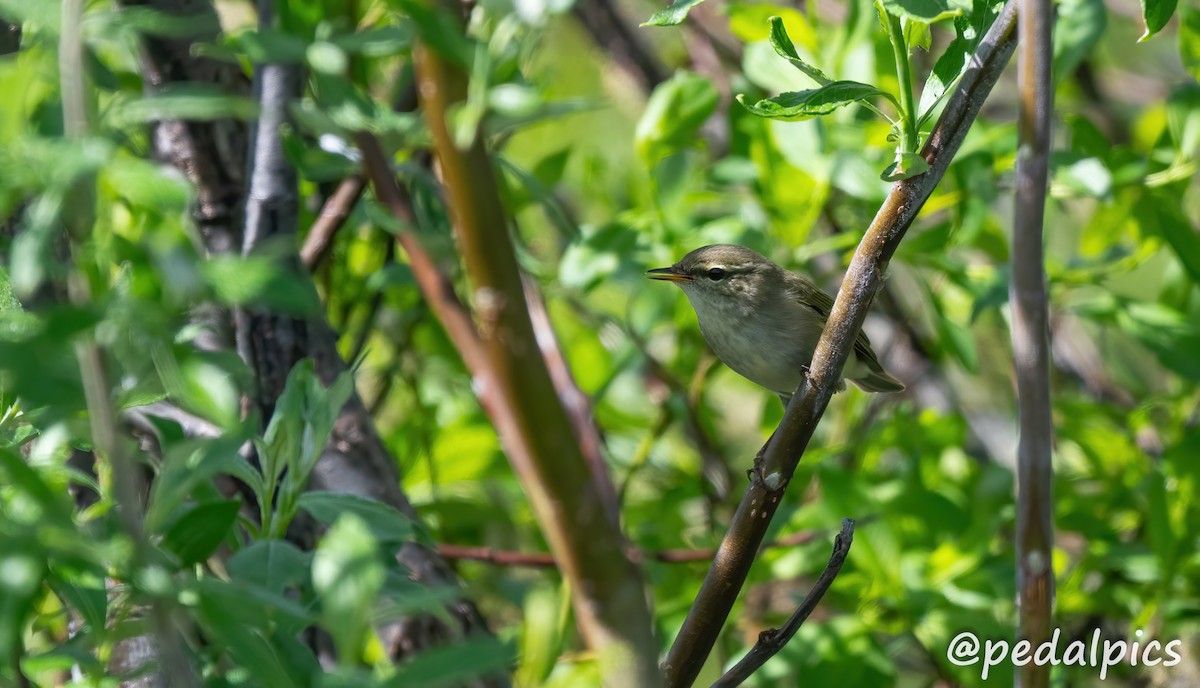 Mosquitero Boreal - ML620830694