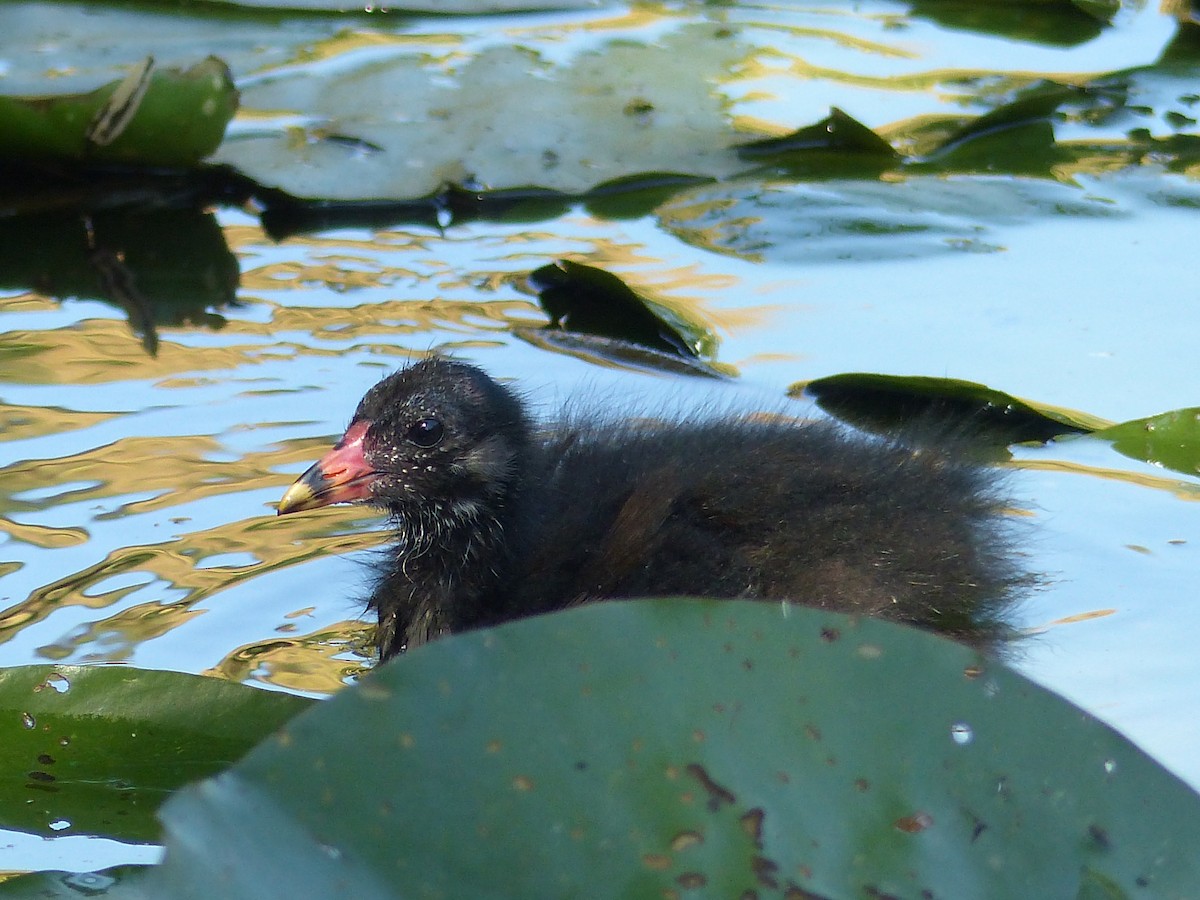 Eurasian Moorhen - Coleta Holzhäuser