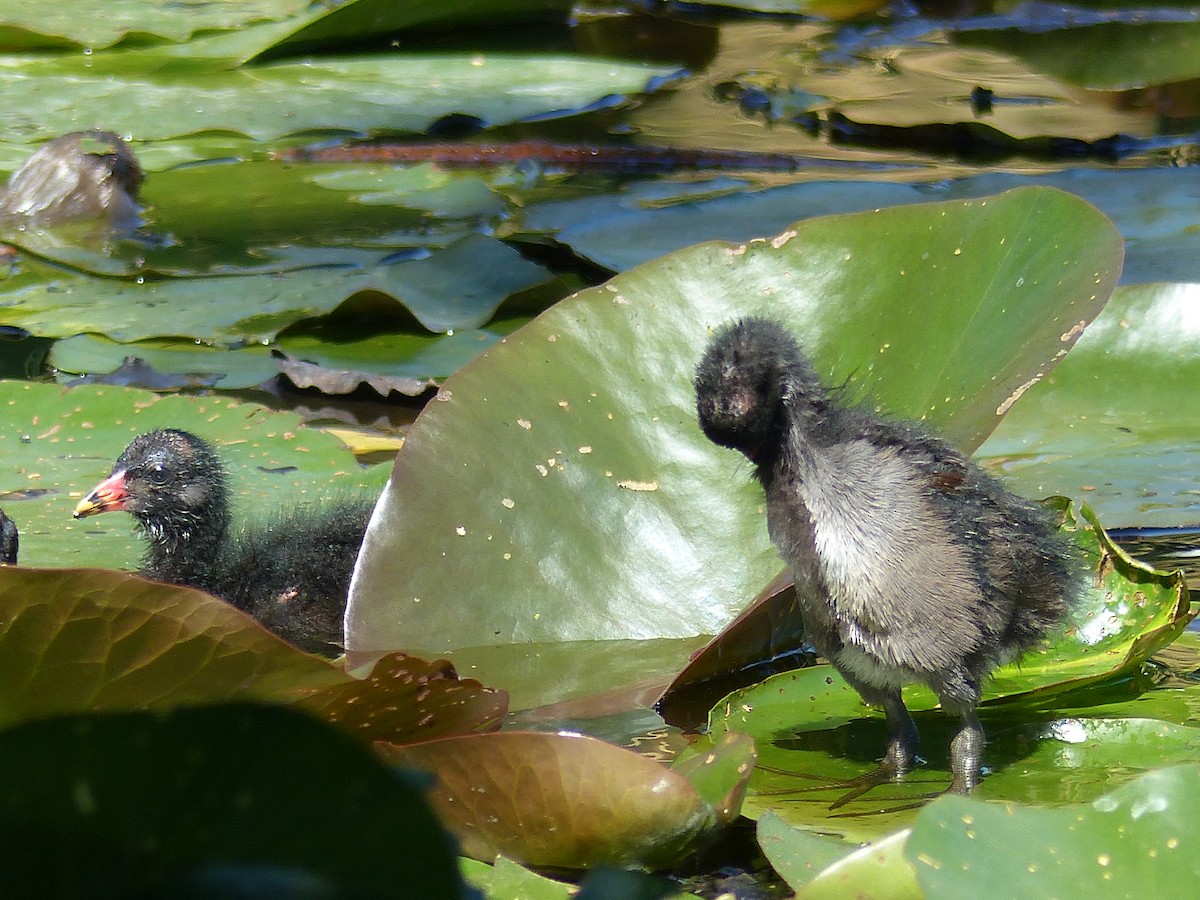 Eurasian Moorhen - ML620830696