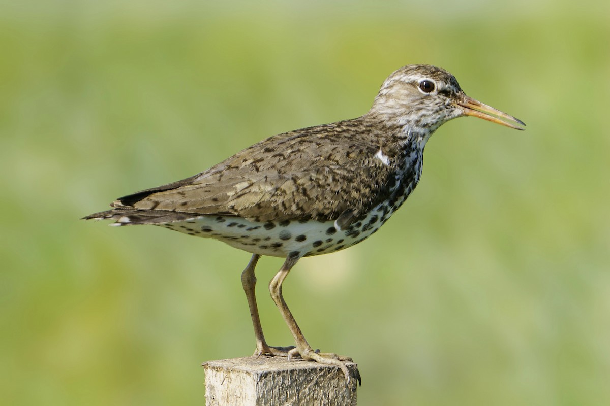 Spotted Sandpiper - ML620830697