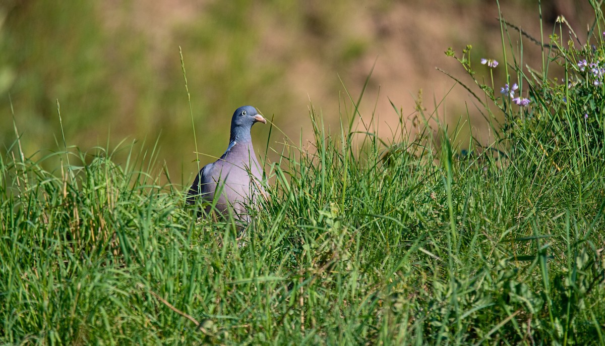 Common Wood-Pigeon - ML620830700