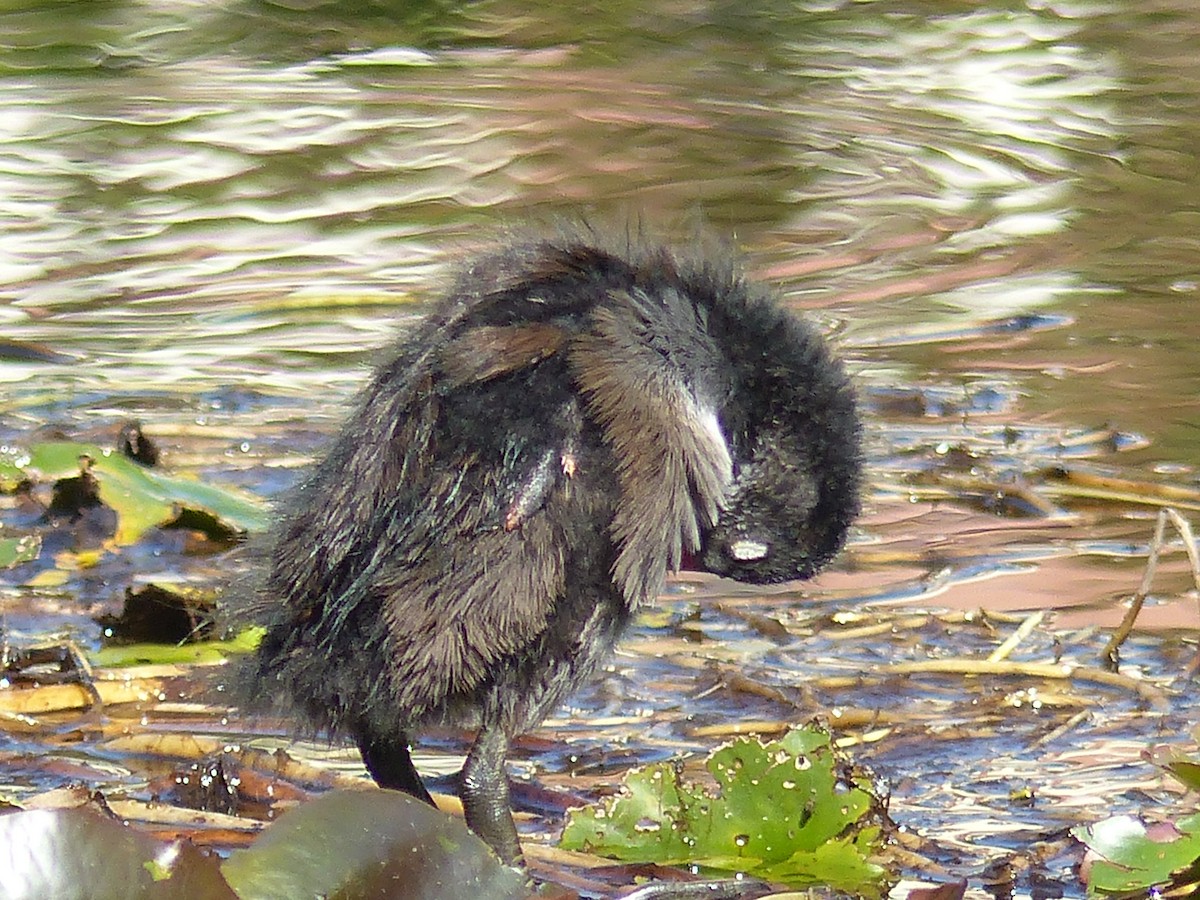 Eurasian Moorhen - Coleta Holzhäuser