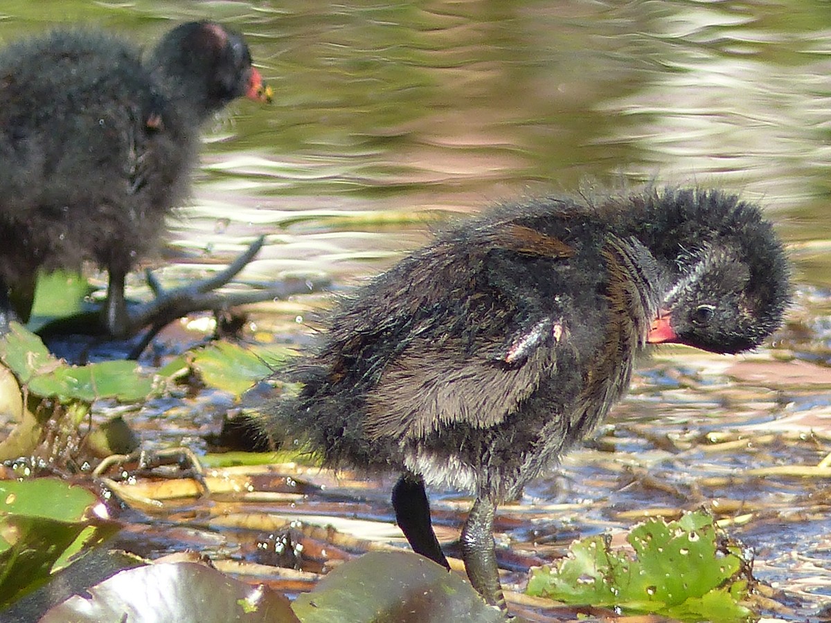 Eurasian Moorhen - ML620830702