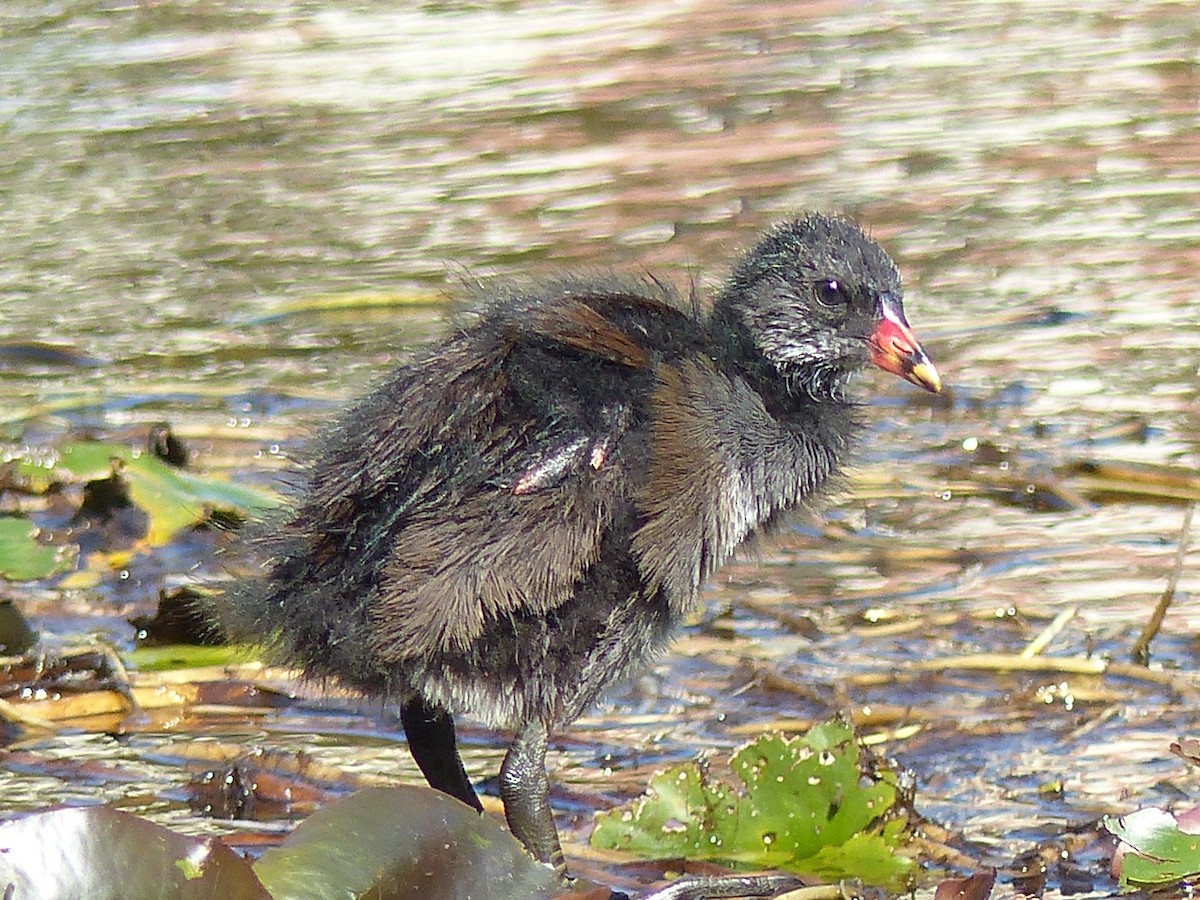 Eurasian Moorhen - ML620830703