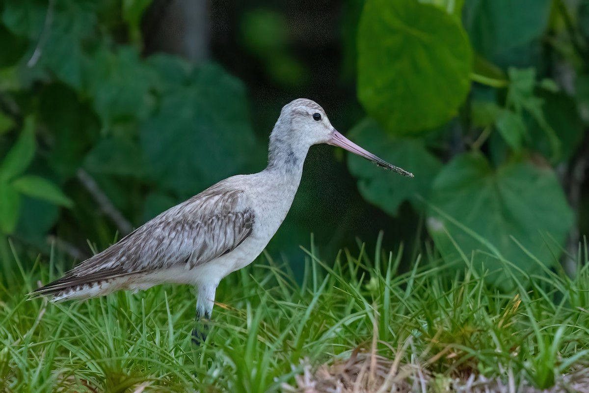 Bar-tailed Godwit - ML620830704