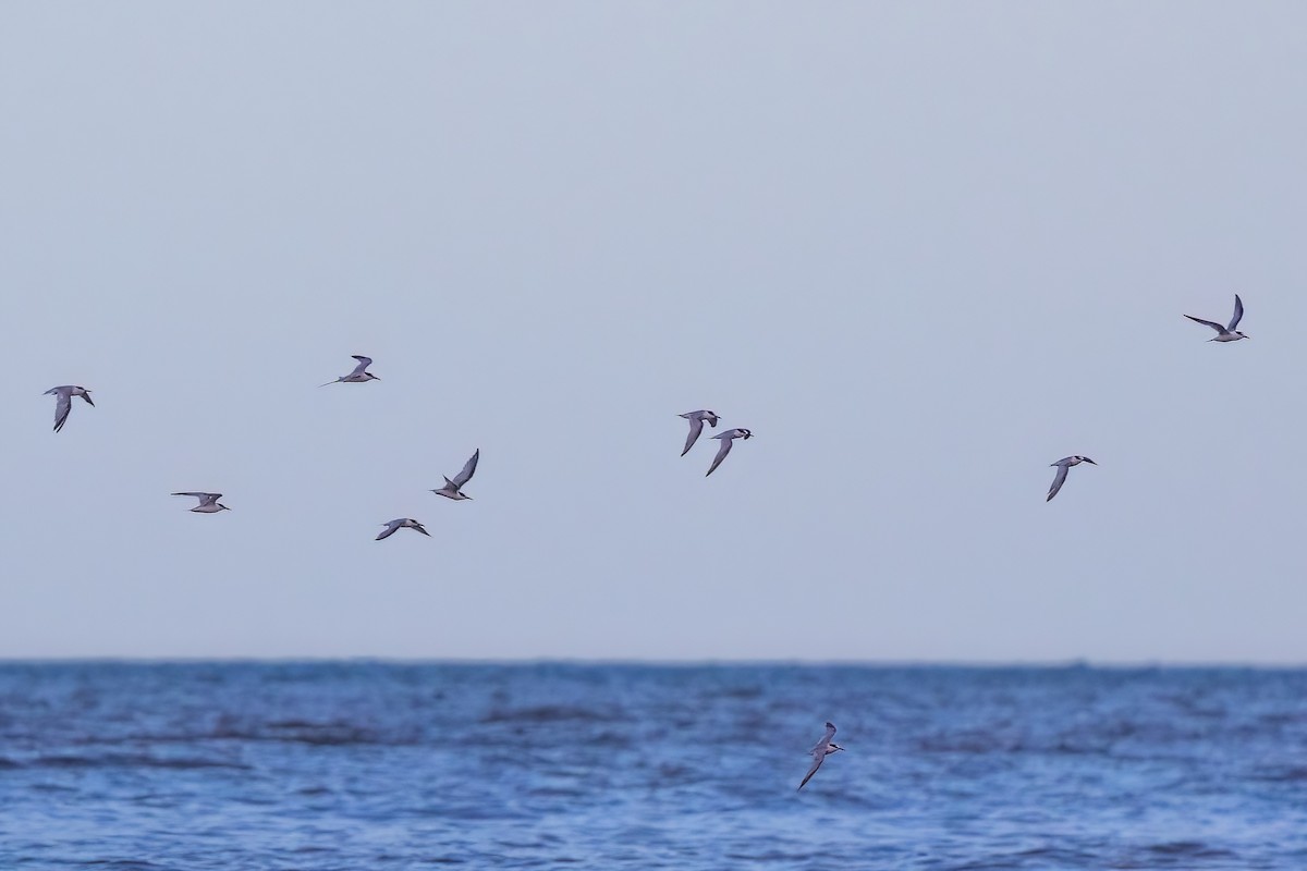 Little Tern - ML620830725