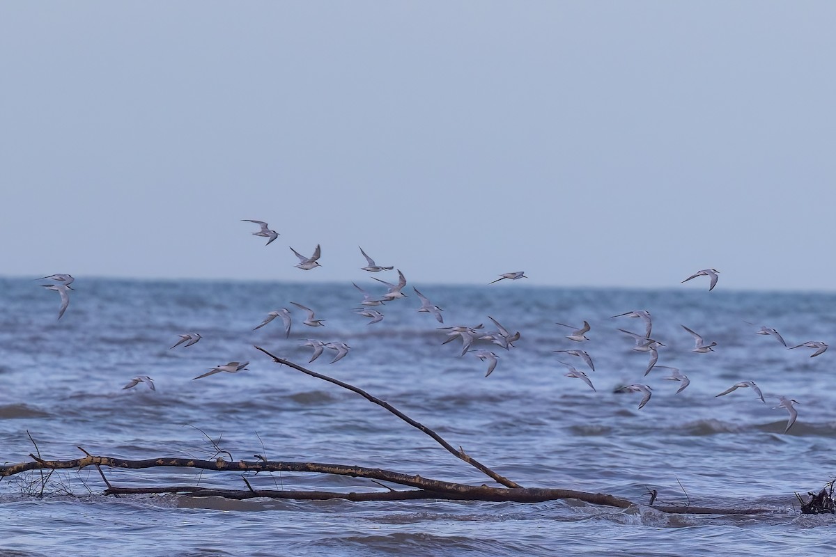 Little Tern - ML620830726