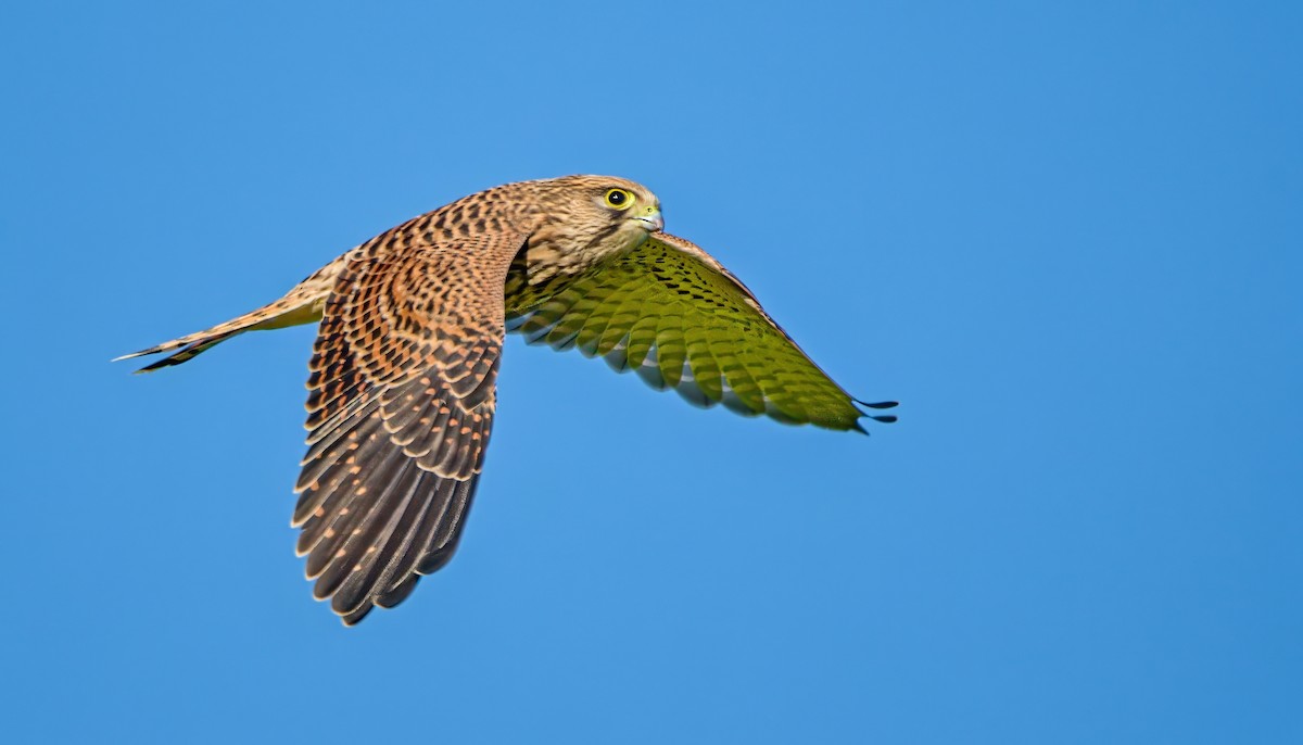 Eurasian Kestrel - ML620830733