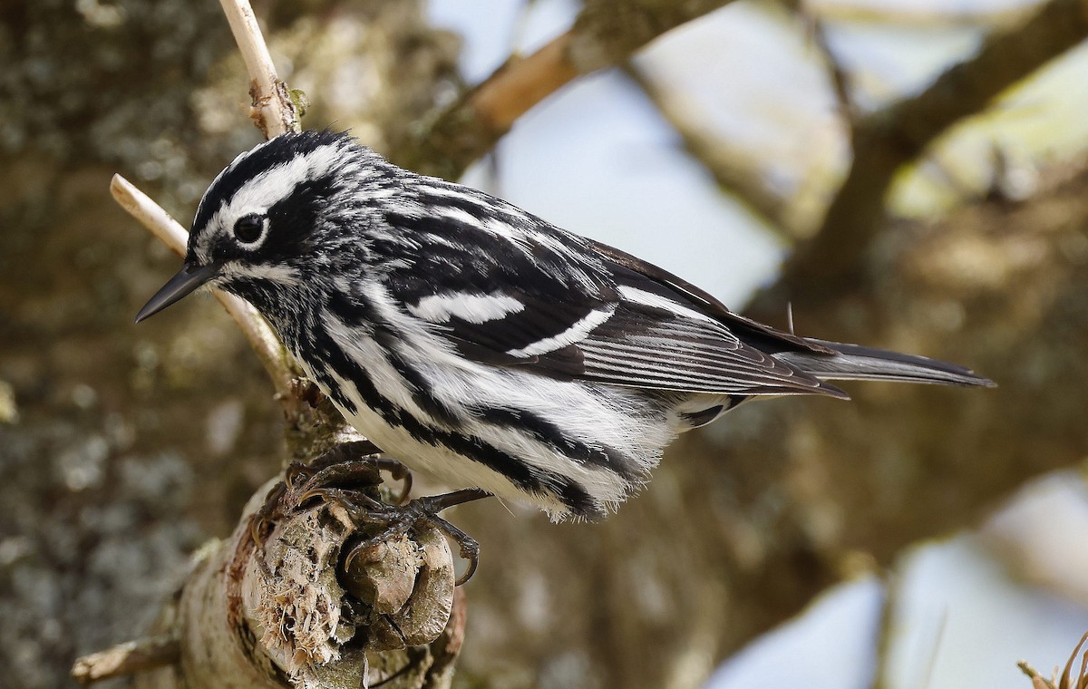 Black-and-white Warbler - ML620830736