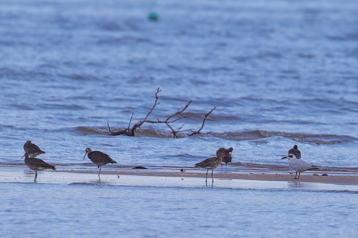 Australian Tern - ML620830737