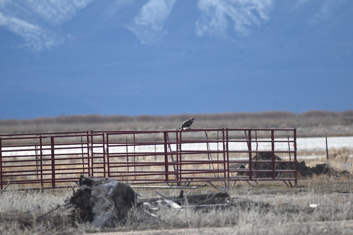 Rough-legged Hawk - ML620830741