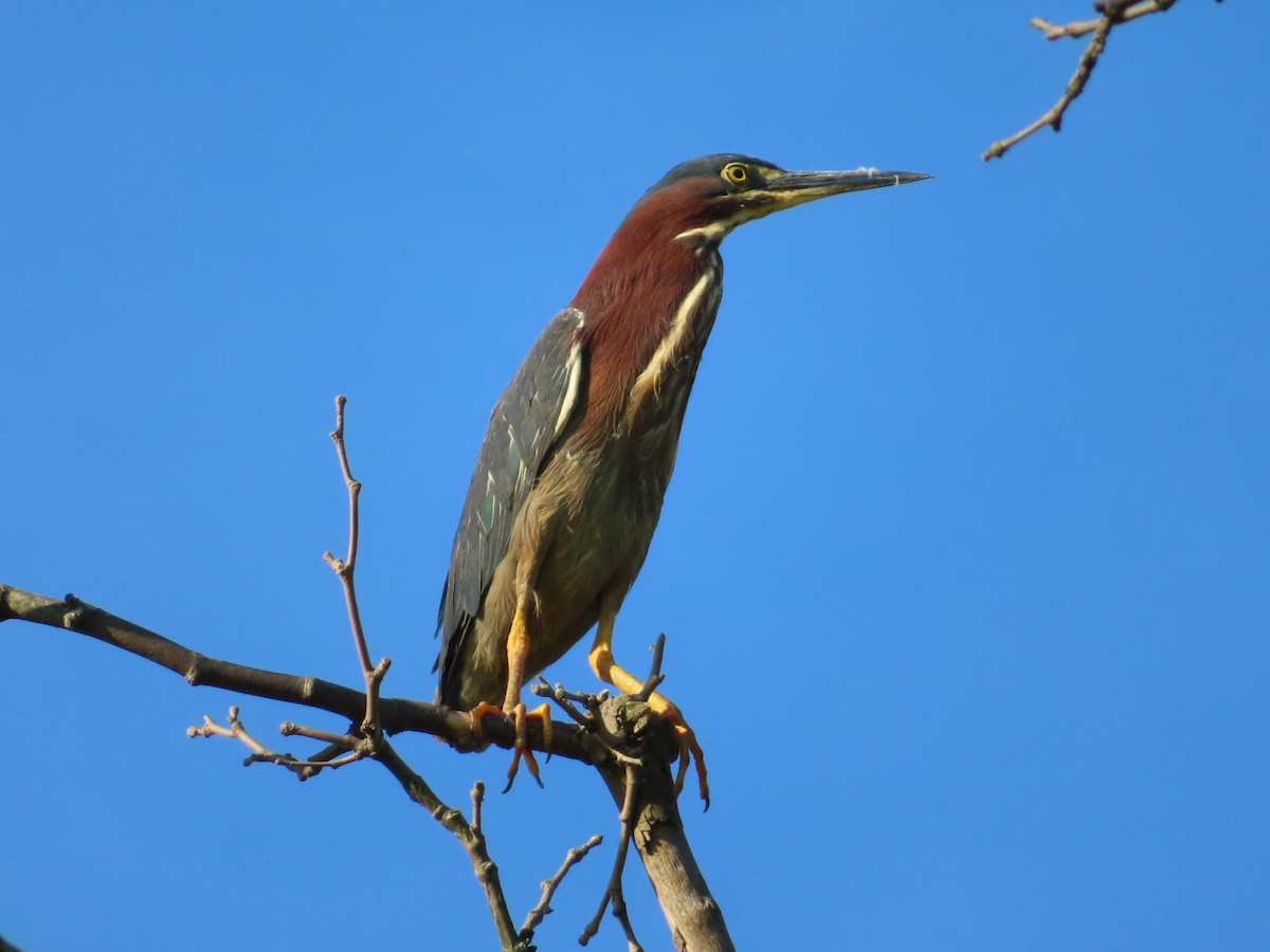 Green Heron - Ken Clark