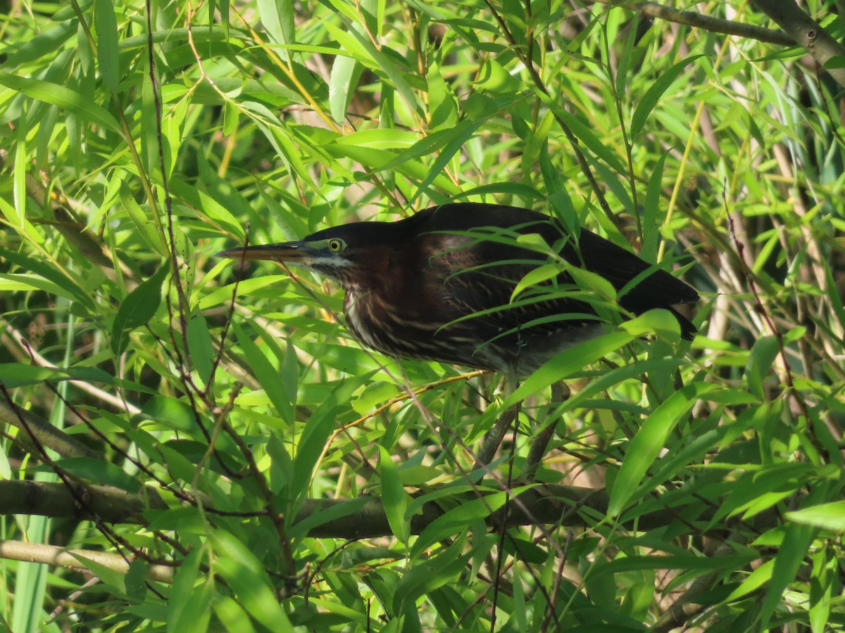 Green Heron - ML620830743