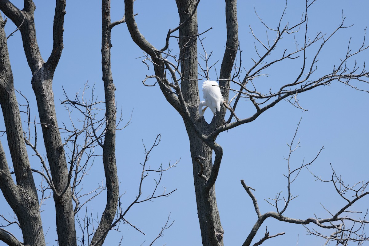 Great Egret - ML620830744