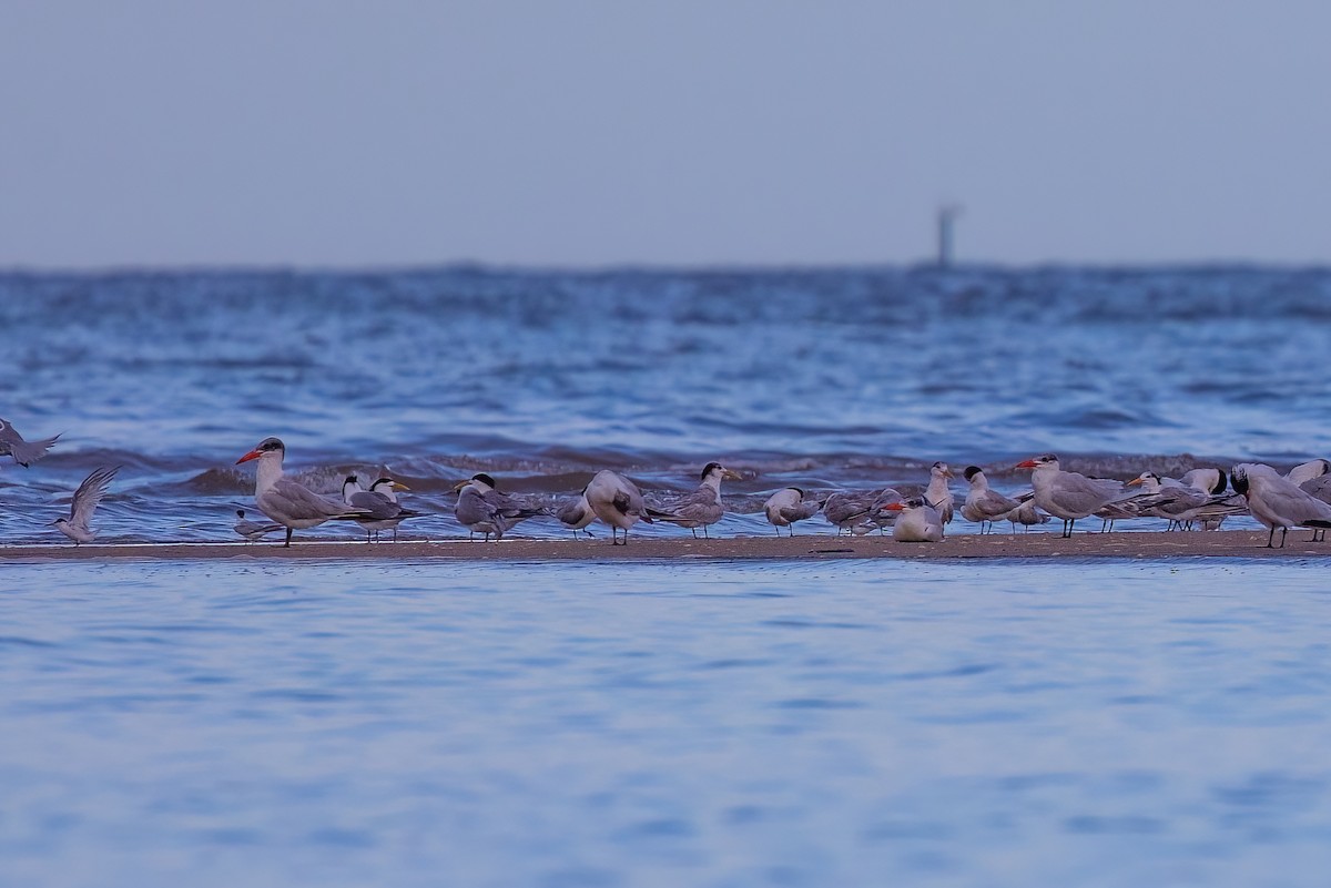 Caspian Tern - ML620830746