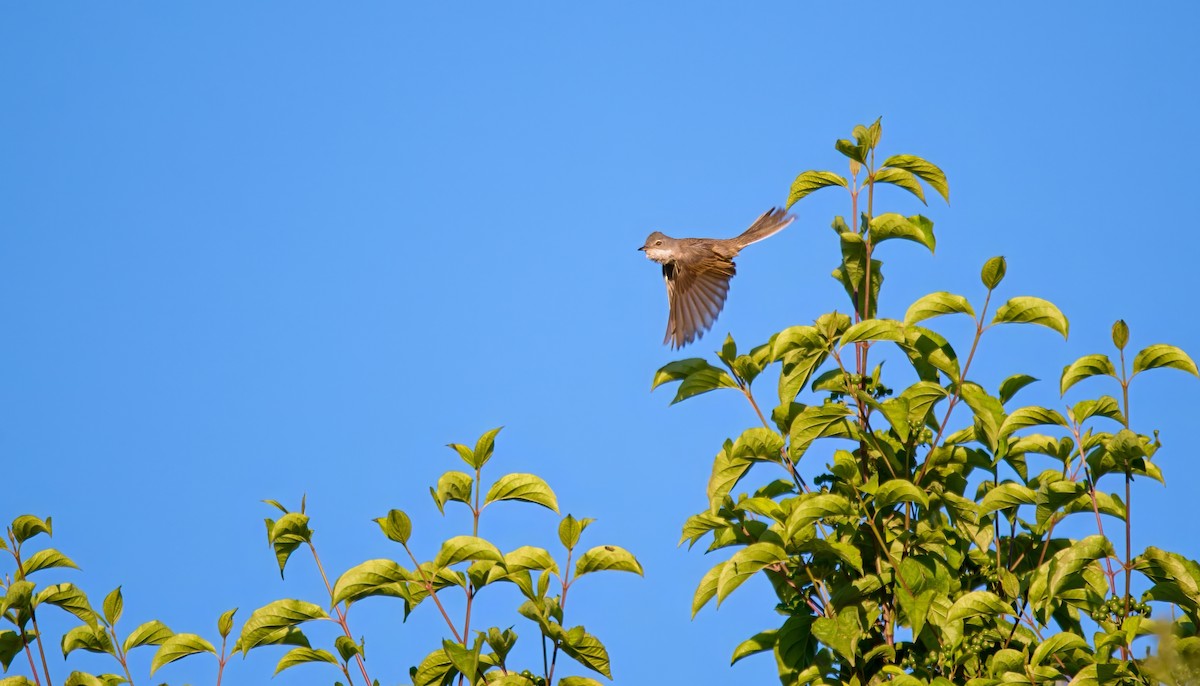 Greater Whitethroat - ML620830747