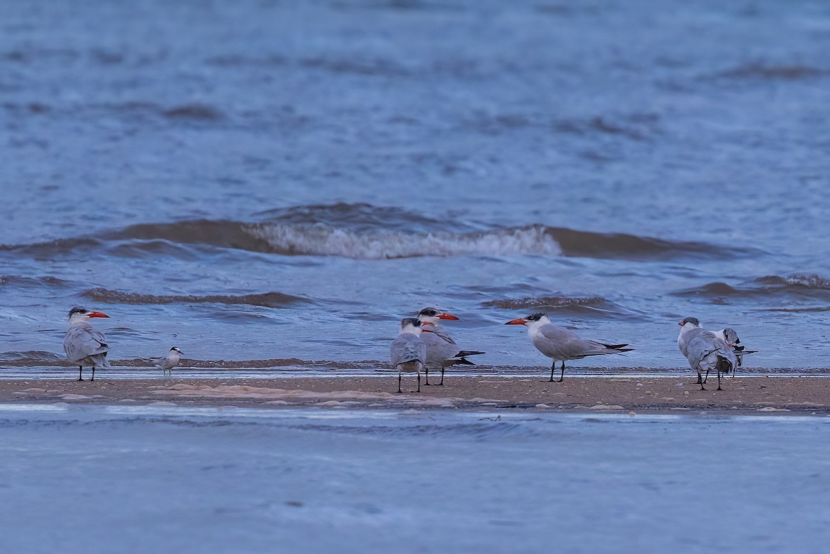 Caspian Tern - ML620830748