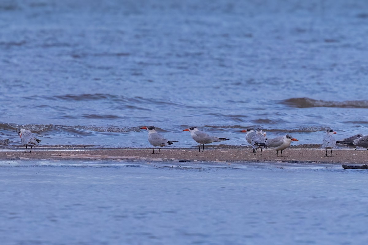 Caspian Tern - ML620830749