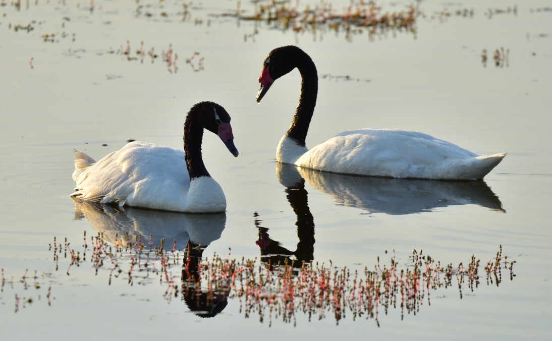 Black-necked Swan - ML620830750